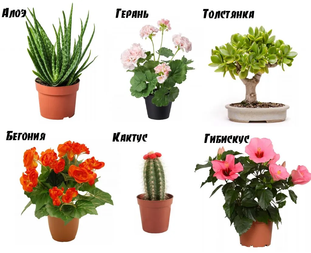 Цветы обереги